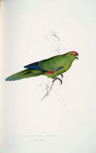 gri novaezlandiae by Edward Lear
